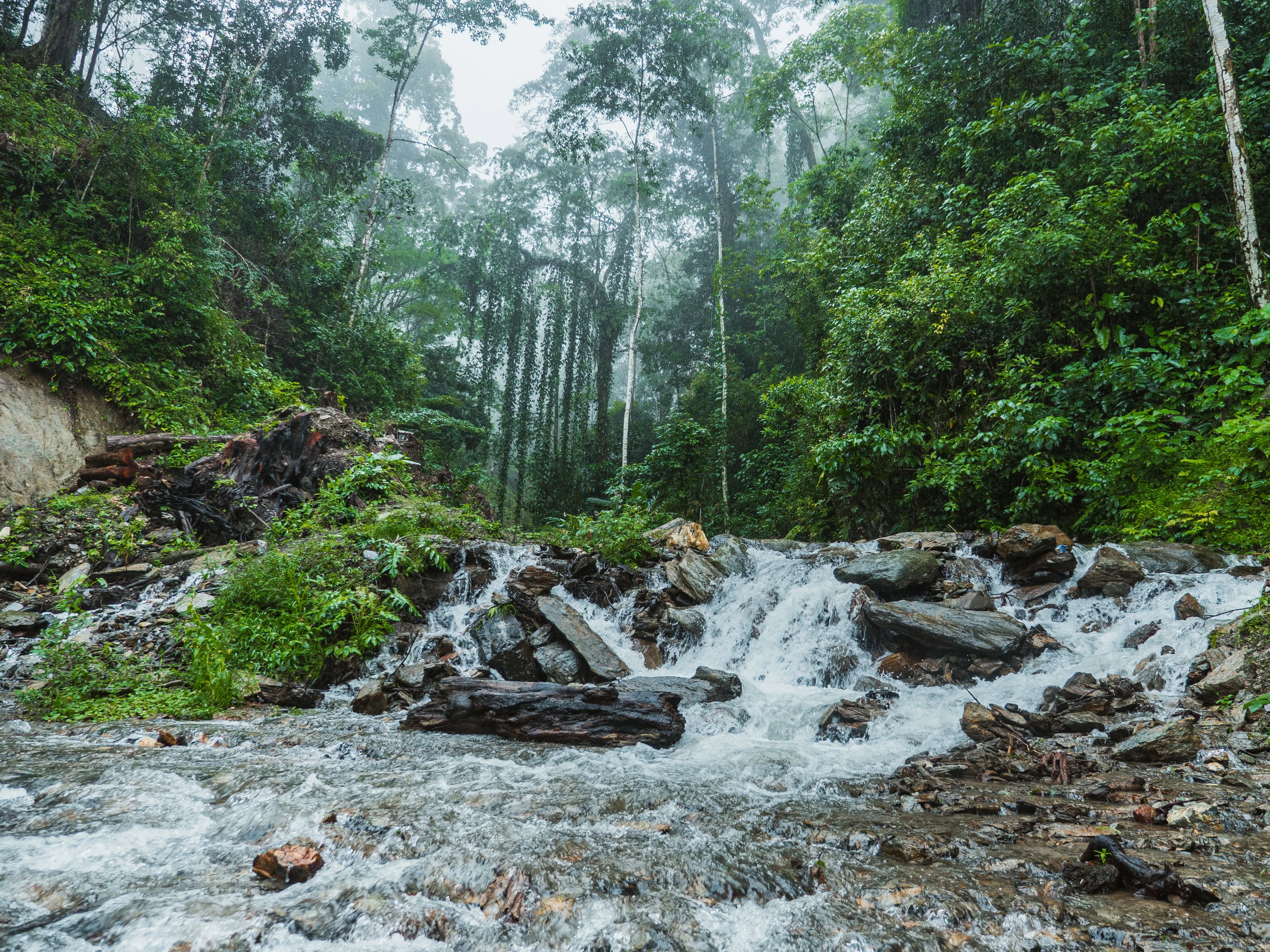Sinharaja Rain Forest, Sri Lanka